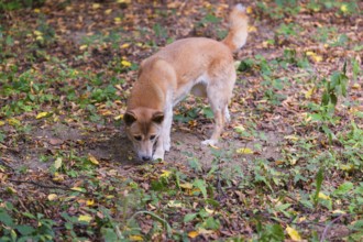 One New Guinea singing dog or New Guinea Highland dog (Canis hallstromi) (Canis dingo hallstromi,