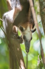 Northern tamandua (Tamandua mexicana), anteater sitting in a tree, in the rainforest, Corcovado