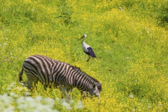 One white stork (Ciconia ciconia) looks for food on a yellow flowering meadow. A zebra in the front