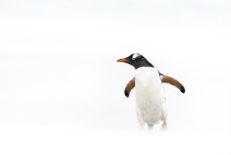 Gentoo Penguin (Pygoscelis papua), Falkland Islands