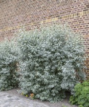 Wolf-willow (Elaeagnus commutata), Anchers Havecenter, Jagsal, Brandenburg, Germany