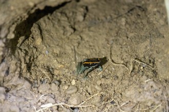 Golfodulcean poison frog (Phyllobates vittatus), sitting in a burrow, Corcovado National Park, Osa,
