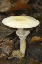 Wood mushroom (Agaricus silvicola), North Rhine-Westphalia, Germany