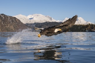 Bald Eagle (Haliaeetus leucocephalus) with fish in claws, Alaska, USA