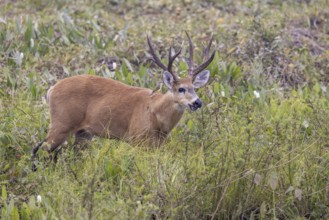 Pampas deer (Ozotoceros bezoarticus), between bushes, Pantanal, Brazil