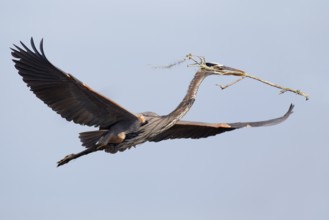 Great Blue Heron (Ardea herodias) flying, Florida, USA