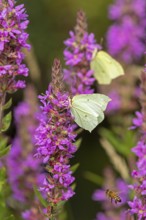 Butterflies collecting nectar, brimstone (Gonepteryx rhamni), purple loosestrife (Lythrum