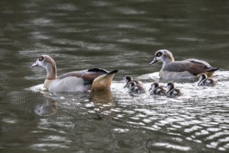 Egyptian geese (Alopochen aegyptiaca) with goslings, Emsland, Lower Saxony, Germany