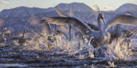 Whooper Swan (Cygnus cygnus) group, Hokkaido, Japan