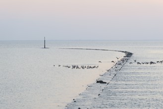 Evening mood at the North Sea, wild geese flying up, Canada goose (Branta canadensis), Norddeich,