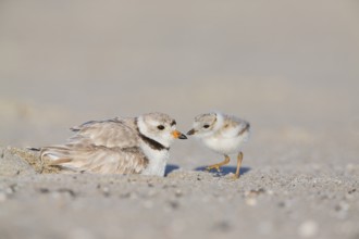 Piping Plover (Charadrius melodus) with chick, Massachusetts, USA