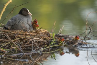 A burbot (Fulica atra) broods its two-day-old chicks on its nest. Bas rhin, Alsace, grand est,