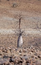 Bottle tree (Pachypodium lealii), in dry stony landscape, Damaraland, Kunene, Namibia