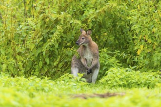 Red-necked wallaby or Bennett's wallaby (Macropus rufogriseus) sits on a green meadow with dense