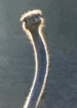 Common Ostrich (Struthio camelus)