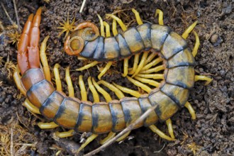 Scolopender, giant centipede, Scolopendromorpha, (Chilopoda), El Millaron, Salorino, Extremadura /