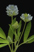 Flower of blue fenugreek, blue fenugreek, Trigonella caerulea, Meliotus coerulea, spice and