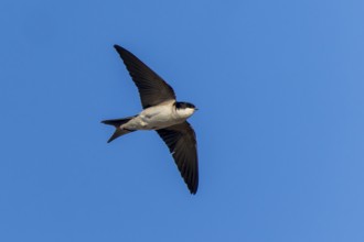 A small bird flies through the blue sky, house martin (Delichon urbicum, Syn.: Delichon urbica),