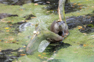 European otter in the duckweed, Swarzedz, Poland otter, european otter, water, duckweed, animal,