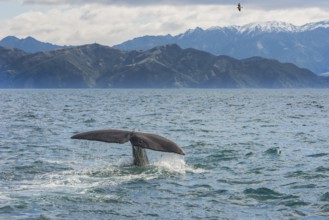 Tail of a Sperm whale diving, Kaikoura, Canterbury Region, South Island, New Zealand