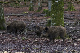 Wild boar in a dense autumn forest with foliage and moss-covered trees, Baden-Württemberg, Germany