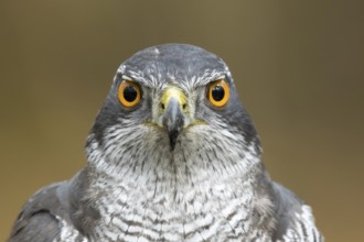 Havik, northern goshawk, Accipiter gentilis