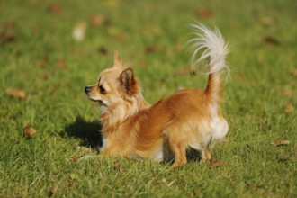 A Chihuahua stands on a green meadow, with its tail raised high, Chihuahua, longhair