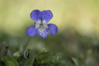Grove violet (Viola riviniana), Emsland, Lower Saxony, Germany