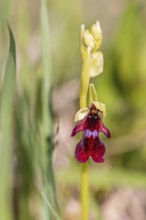 Beautiful Fly orchid (Ophrys insectifera) on a sunny meadow in the summer