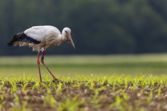 White stork (Ciconia ciconia), eating earthworm, farmland, Göggingen, Sigmaringen district,