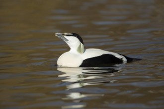 Common eider duck (Somateria mollissima) adult male bird on a lake, England, United Kingdom