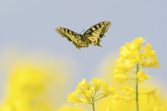 A swallowtail (Papilio machaon) hovers over yellow flowers, rape blossoms, in front of a blue sky,