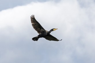 Flying cormorant, Geltinger Birk, Schleswig-Holstein, Germany