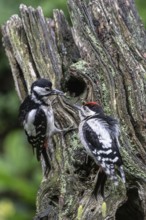 Great spotted woodpecker (Dendrocopos major) feeding young, Emsland, Lower Saxony, Germany
