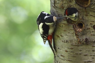 Great Spotted Woodpecker (Dendrocopos major) female feeding chick in nest cavity, North