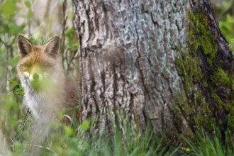Red fox (Vulpes vulpes) looking out from behind a tree, watchful fox, Flusslandschaft Peenetal