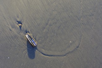 Sheath mussel (Ensis ensis) on the west beach of Norderney, Lower Saxony, Germany