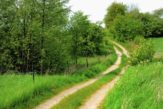 Small curvy gravel road through landscape with bushes on Romele ridge, Skurup municipality, Skåne