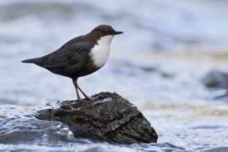 White-throated Dipper (Cinclus cinclus), North Rhine-Westphalia, Germany