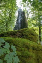 Wasserbaum, Ockensen, Salzhemmendorf, Lower Saxony, Germany