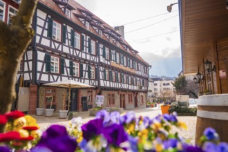 Spring flowers in the foreground with half-timbered houses and a quiet street view, Nagold, Black