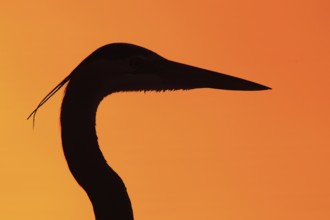 Great Blue Heron (Ardea herodias), Florida, USA