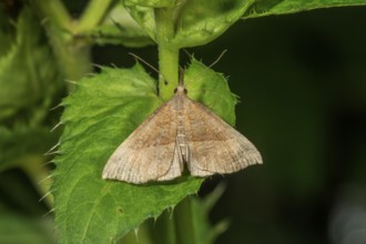 Nettle-billed owl (Hypena proboscidalis) sitting on a green leaf in nature, Baden-Württemberg,