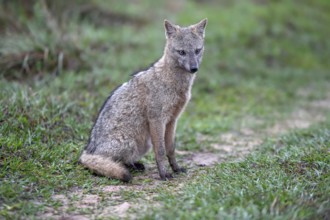 Crab-eating fox (Cerdocyon thous), San Alonso Island, Esteros del Iberá, Corrientes Province,