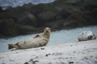 Grey seal (Halichoerus grypus) lying on the beach, Düne, Helgoland, Schleswig-Holstein, Germany