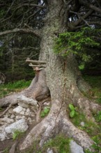 Old spruce with a lick and crack in the trunk, Gloggnitzerhütte on the Rax, Schwarzau im Gebirge,