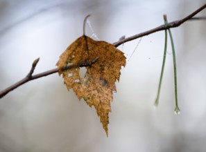Yellow leaf of a bog birch (Betula pubescens) and needles of Scots pine (Pinus sylvestris) hanging