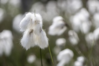 Common cottongrass (Eriophorum angustifolium), Emsland, Lower Saxony, Germany