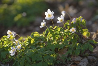 Wood anemone (Anemonoides nemorosa) (Syn.: Anemone nemorosa) blooming white in the forest, green