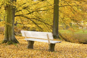 White bench in autumn, park of Hermsdorf Castle, Ottendorf-Ockrilla, Saxony, Germany